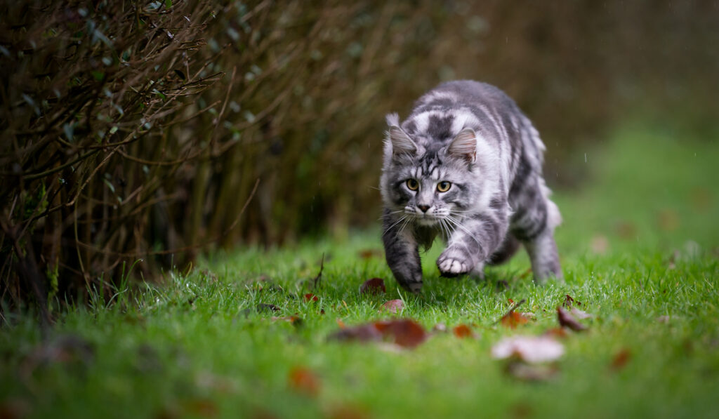 coon cat playfully running on grass