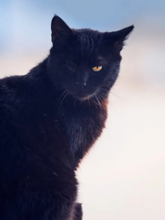 a fierce looking black cat with one eye