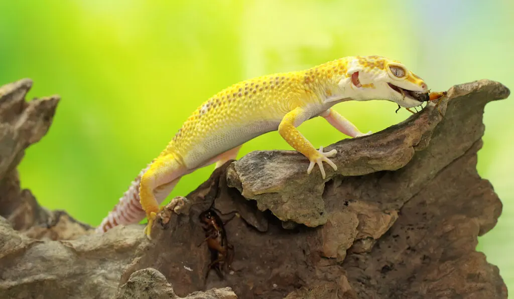 gecko eating an unlucky cricket
