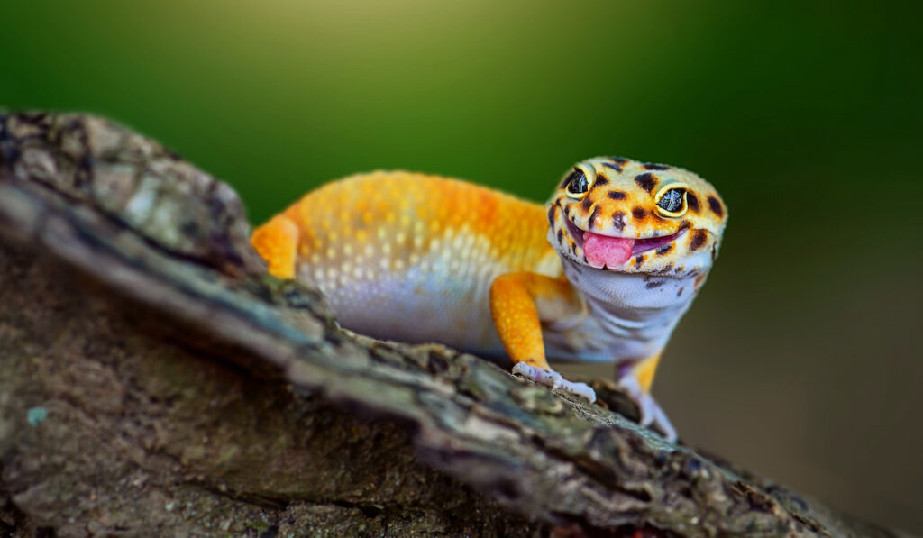 gecko with tongue out closeup