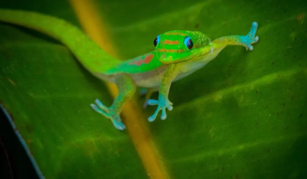 green gecko on a leaf