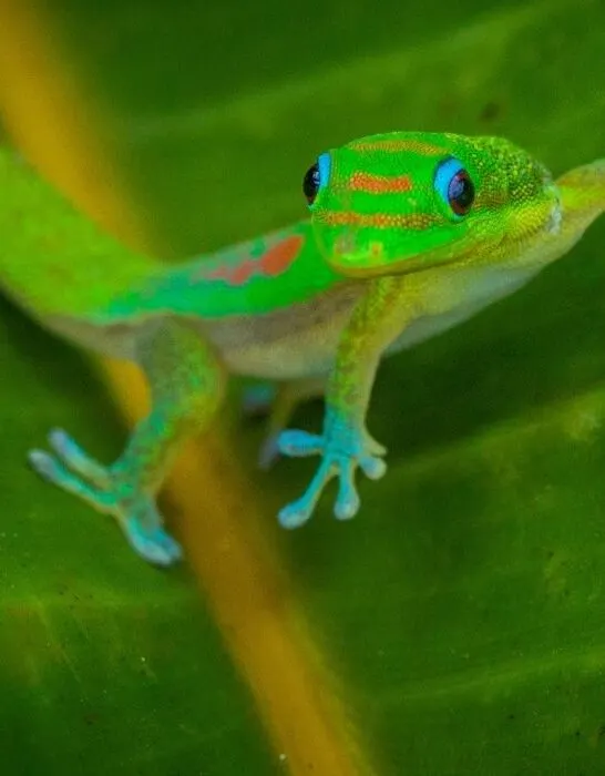 green-gecko-on-a-leaf
