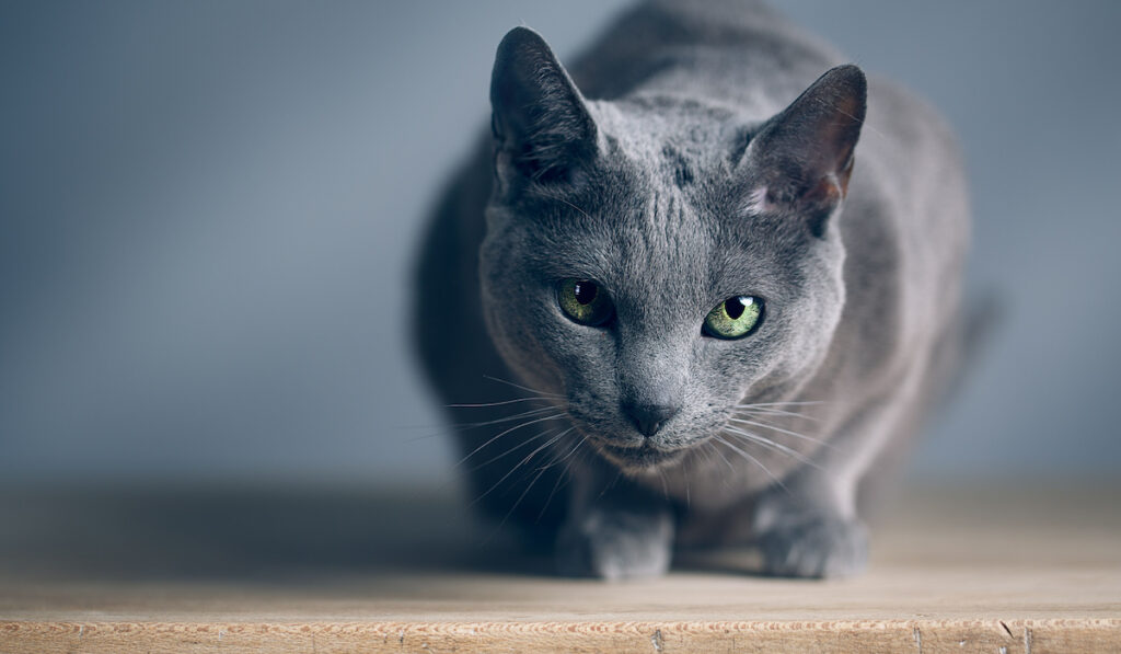 grey cat greenish eyes