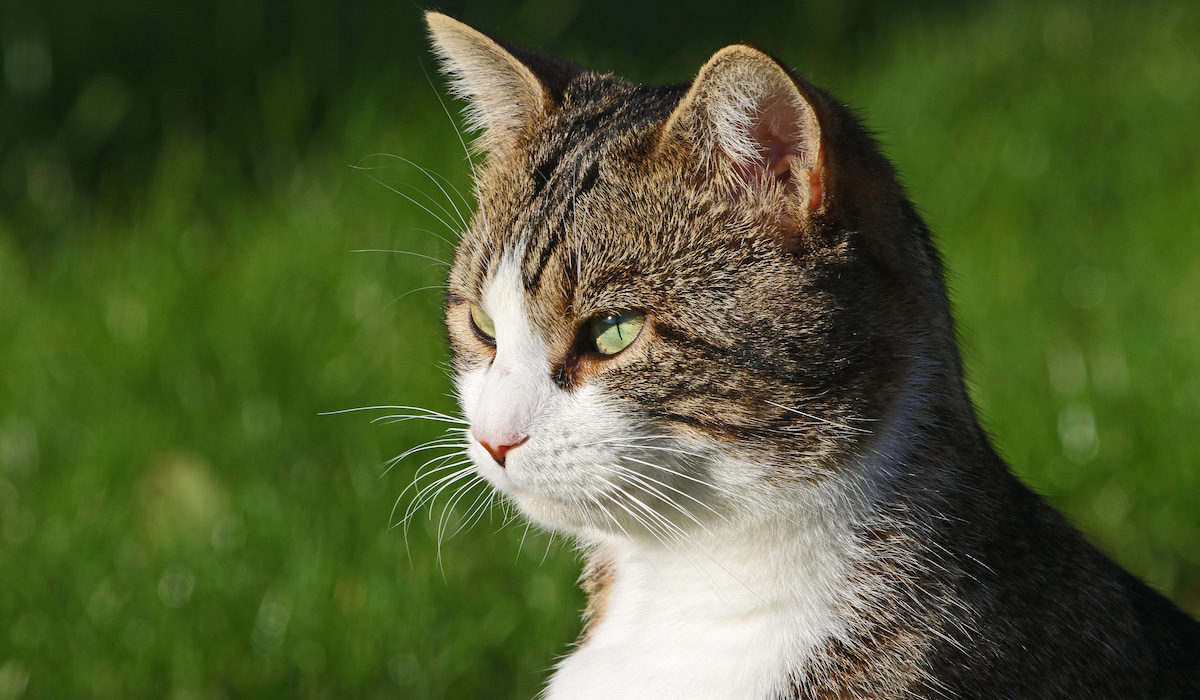 247 Mighty Warrior Cat Names A Few Good Pets 247-mighty-warrior-cat-names-a-few-good-pets