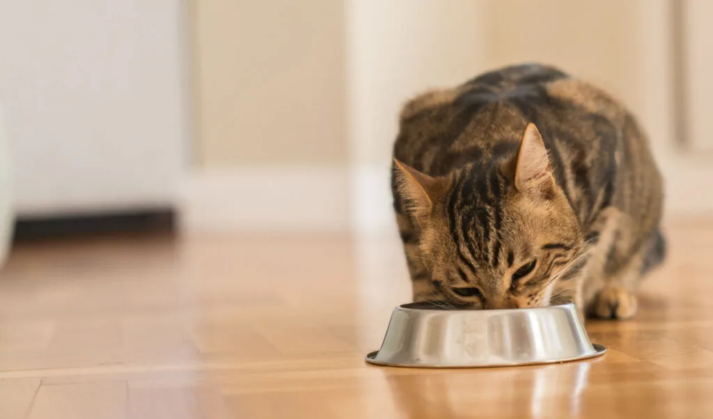 cat eating black beans from a cat bowl on a wooden floor