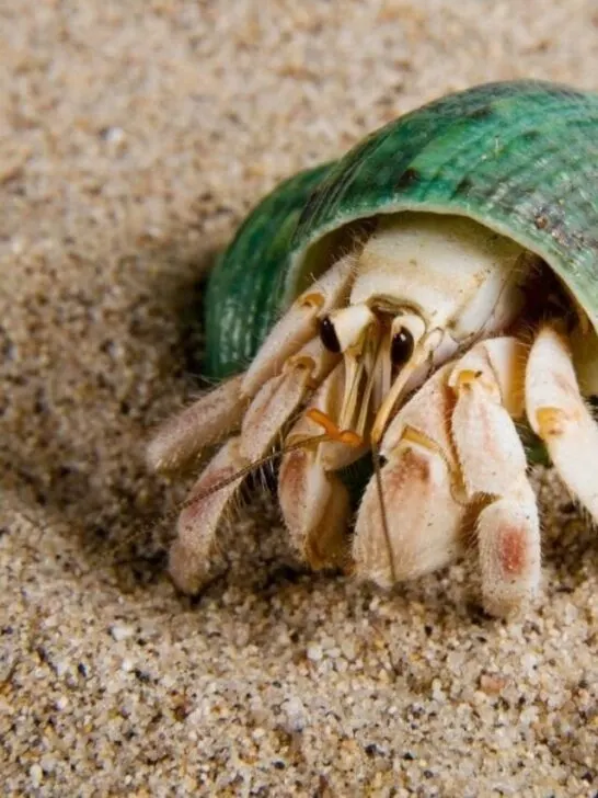 hermit crab in the sand