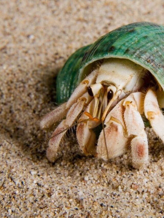 Complete Guide To Caring For A Hermit Crab