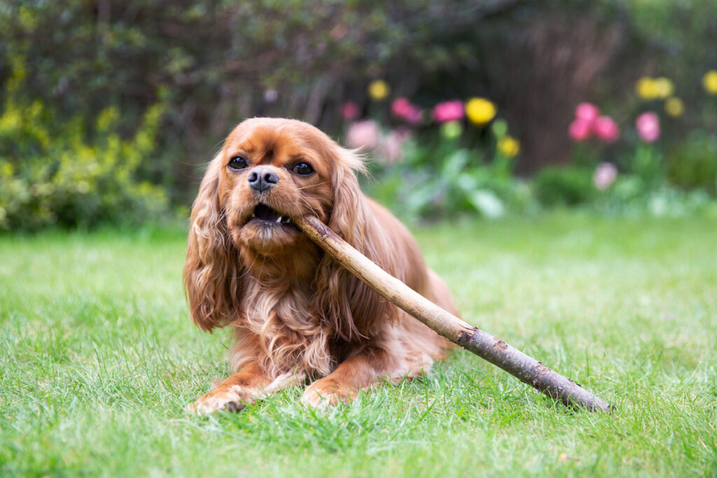 dog biting a long stick in the yard