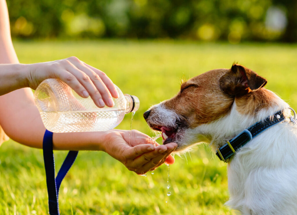dog happily drinking water during a walk