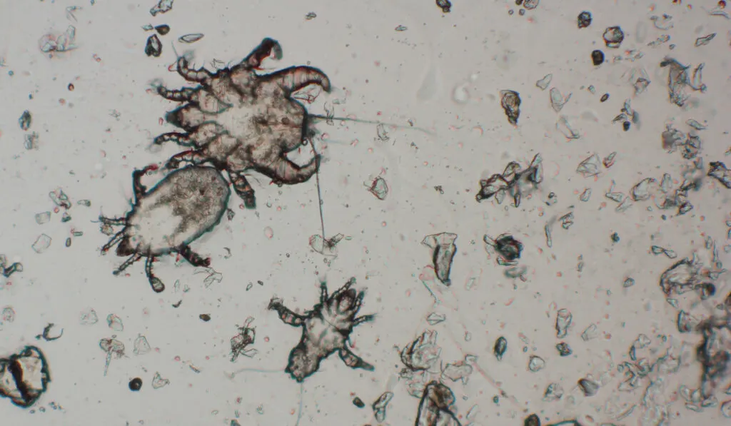 guinea pig mites on a microscope