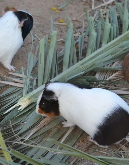 guinea pigs looking for food