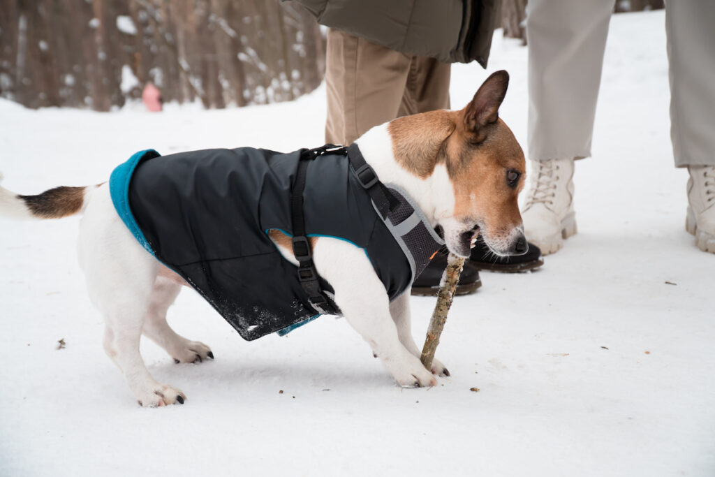 small dog playing sticky on a snowy platform