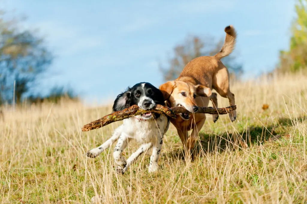 two dogs running and playing with one stick