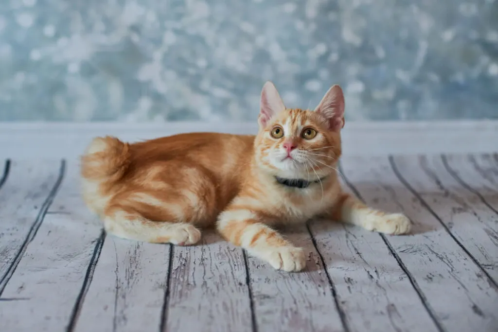 Young American bobtail cat staring up on a wooden floor 