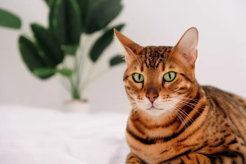 Bengal cat staring with blurred white background