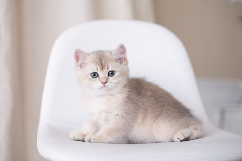 British shorthair cat sitting on a white chair