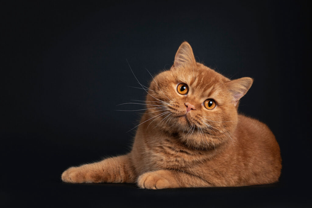 British shorthair cat with a black background