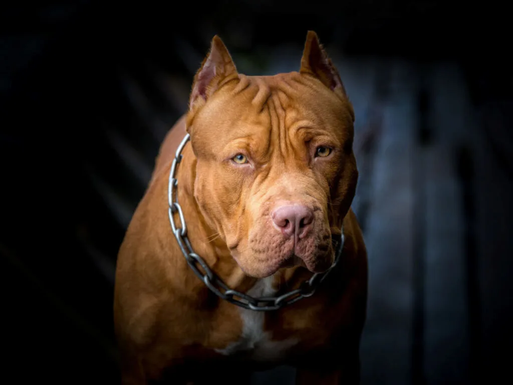 Brown pit bull staring straight in a dark background