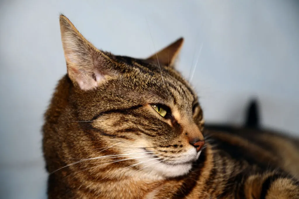 Captured side view of an Egyptian Mau cat close up