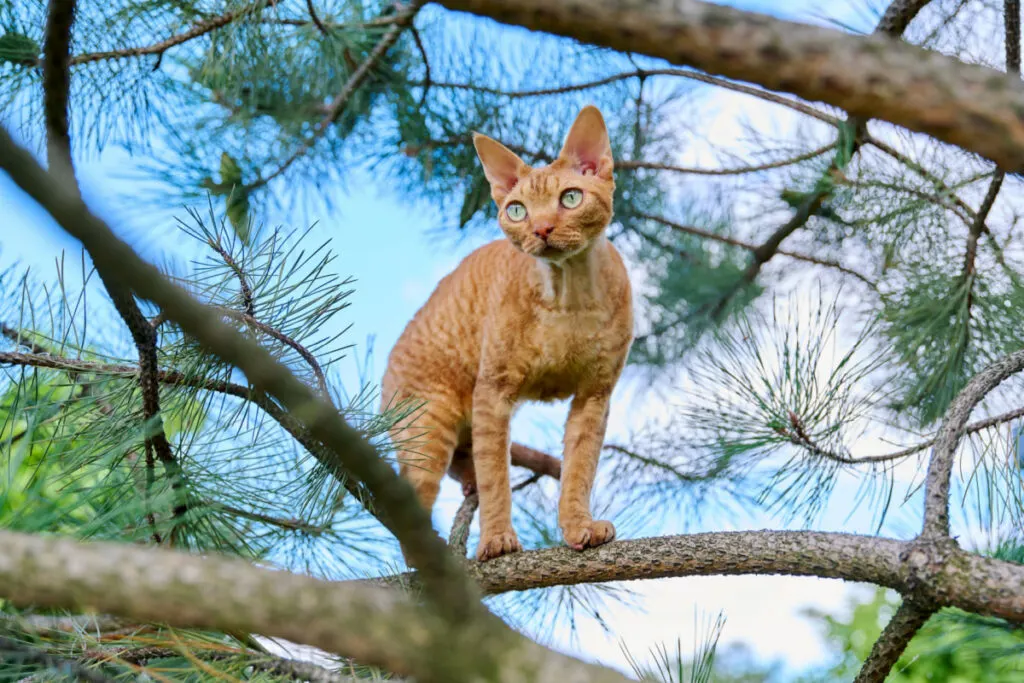 Devon Rex standing on a branch of tree