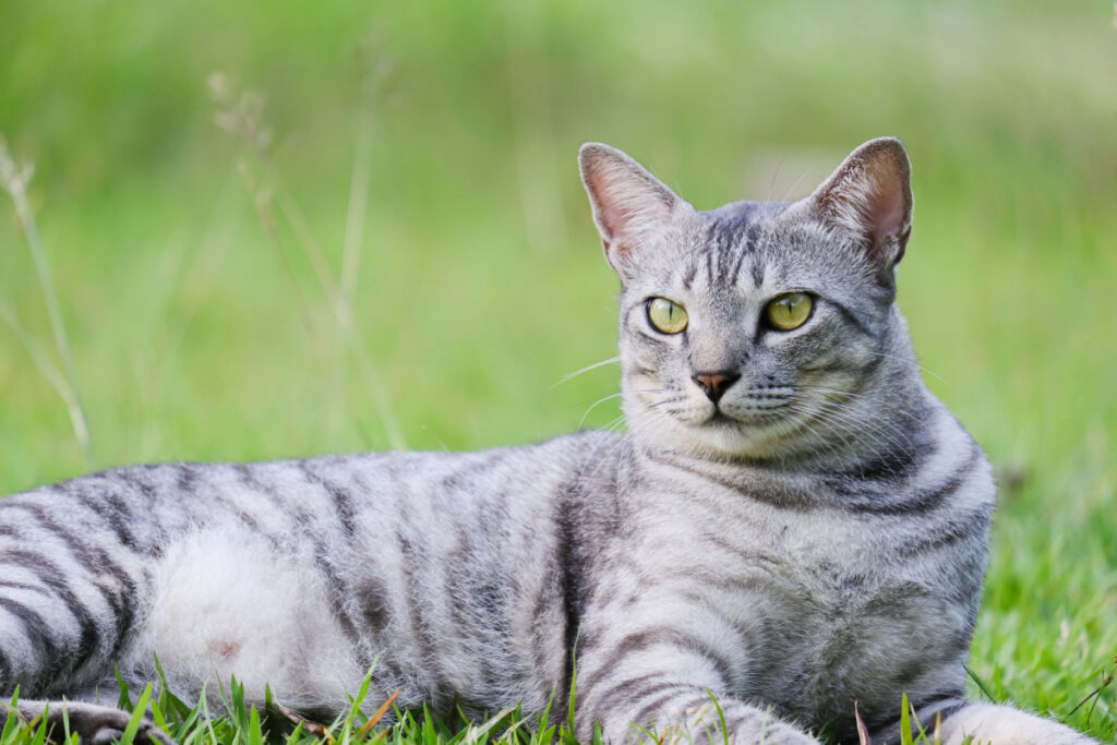 Egyptian Mau cat breed laying on a green grass