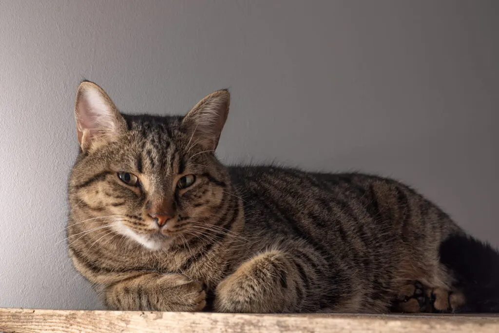 European shorthair cat 