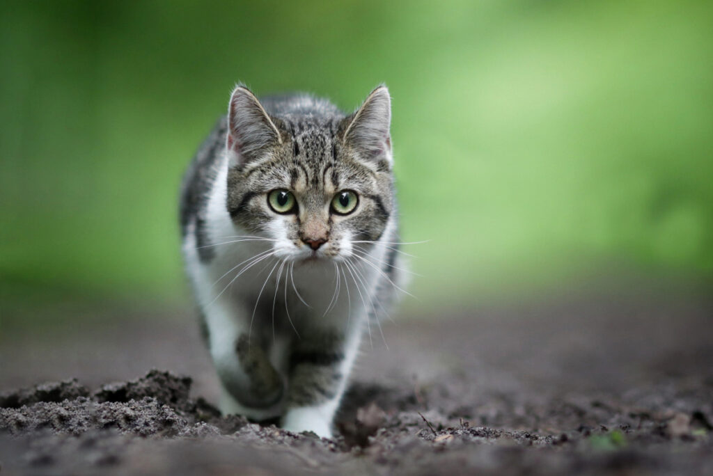 European shorthair cat waking in a muddy path