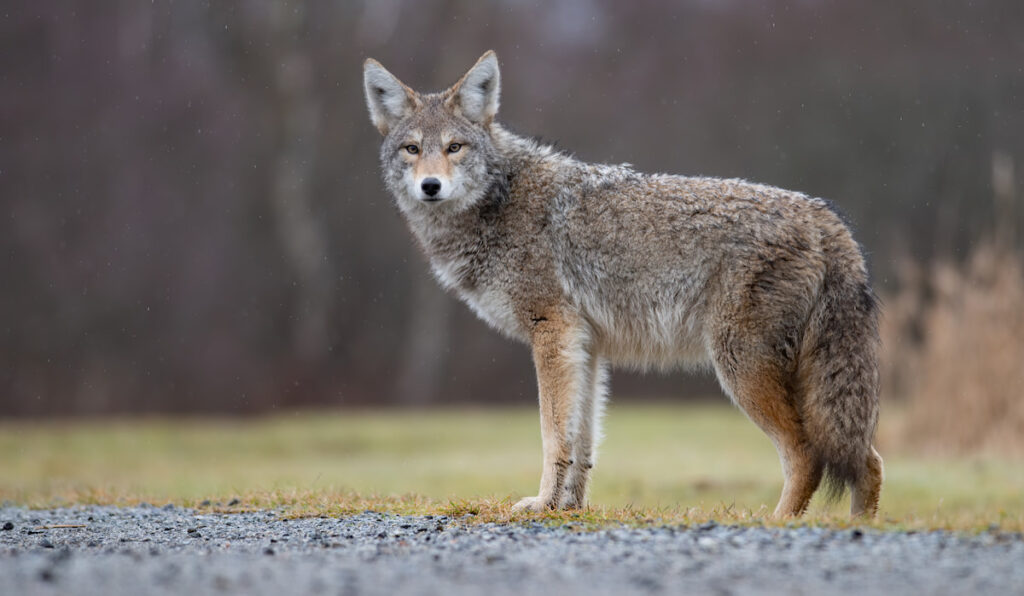 Fierce coyote standing on a grass near a road
