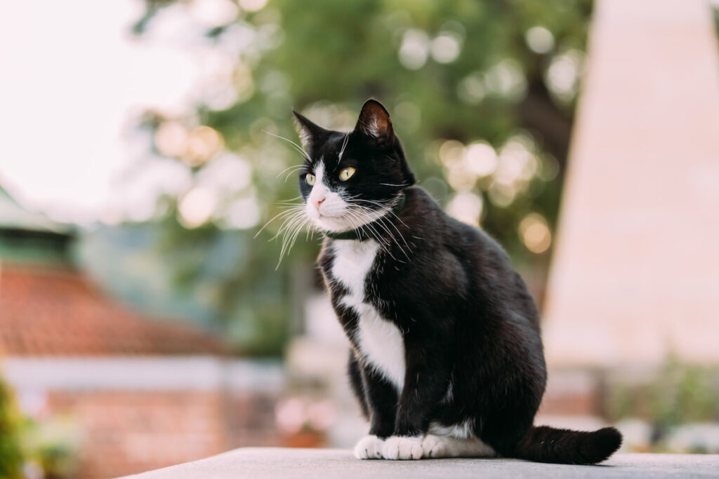 Gorgeous Black And White Cat Sitting Outdoor.