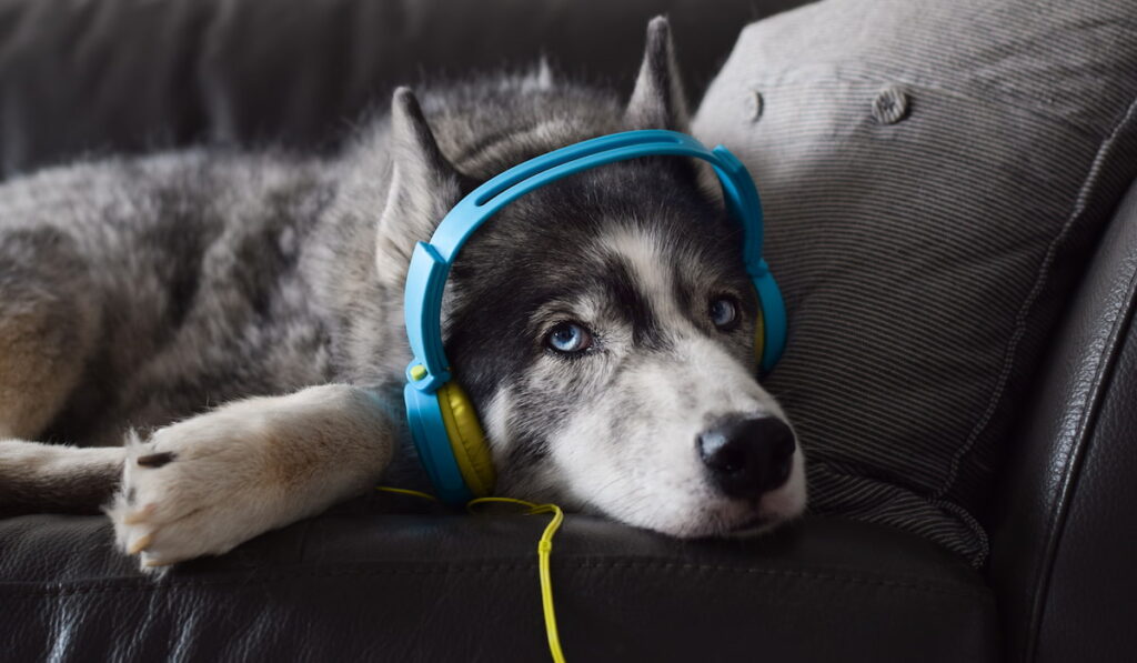 Husky dog in headphones lying relaxing on a couch