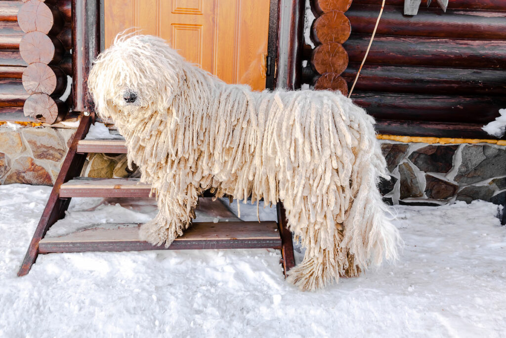 Komondor mop dog standing on a step of the stairs outside