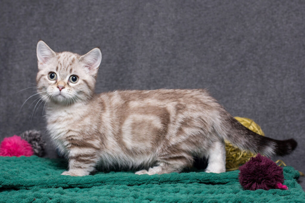 Munchkin cat standing on a green carpet with grey background