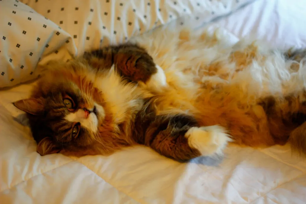 Ragamuffin cat enjoying the comfy white beddings