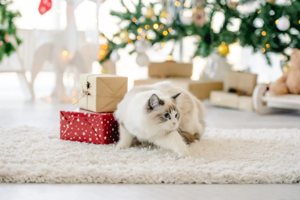 Ragdoll cat playing beside gift during Christmas time
