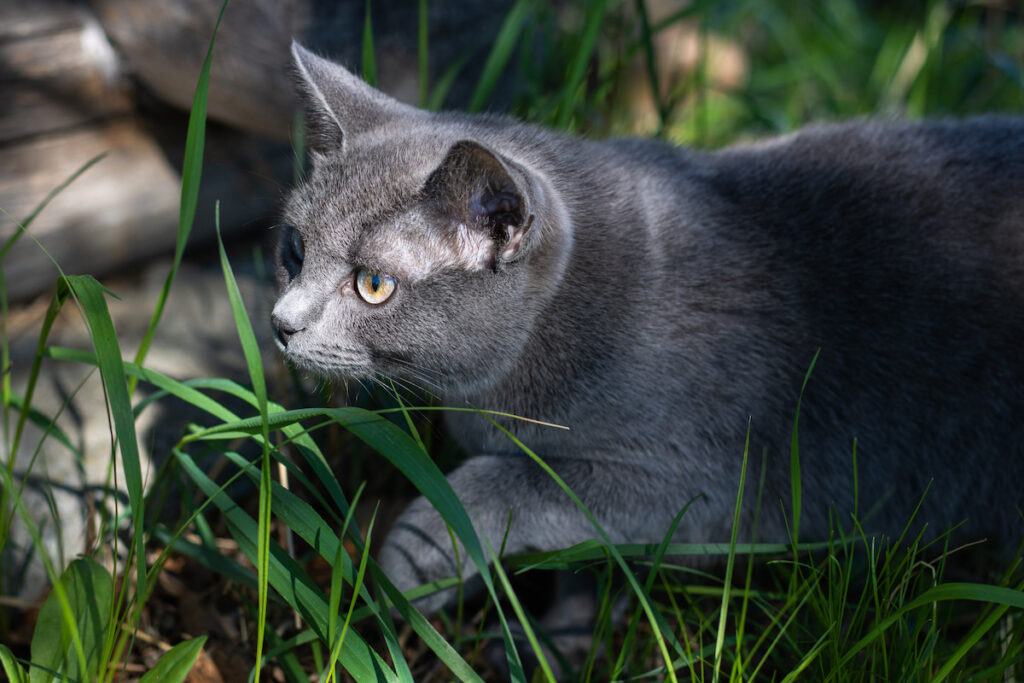 Russian blue cat breed creeping in the grass outside