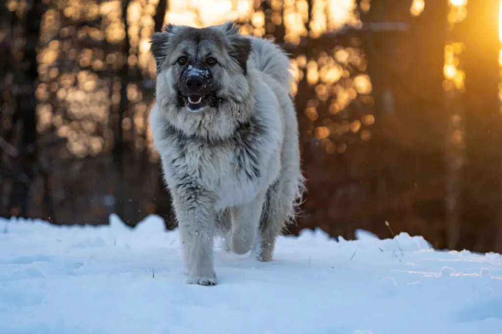 Šarplaninac dog running while snowing