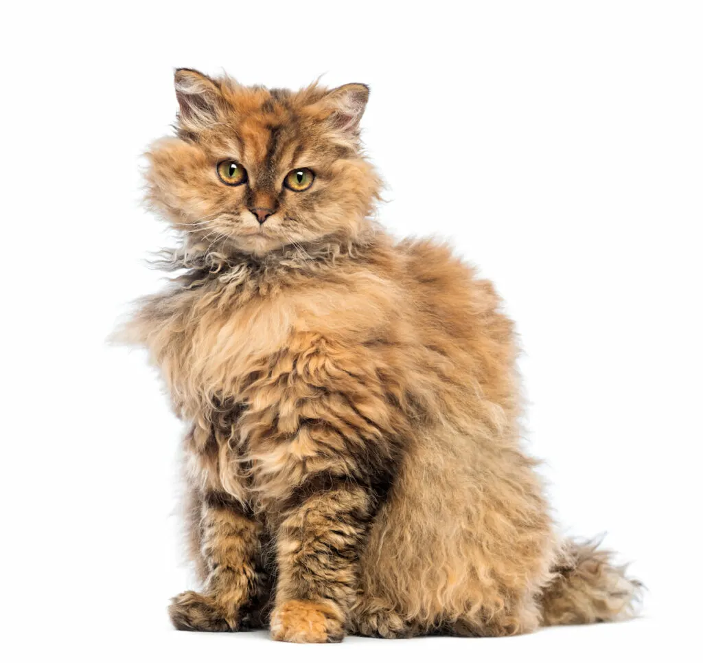 Selkirk Rex sitting with white background