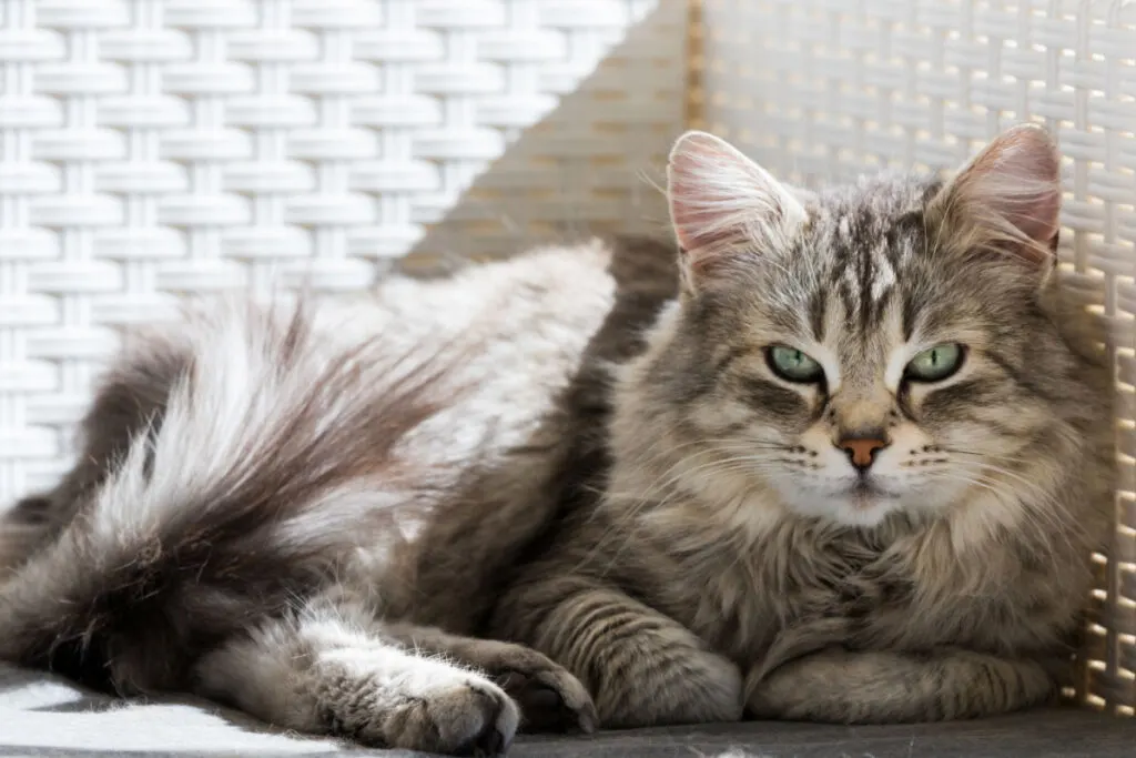 Siberian cat enjoying the sunlight outside