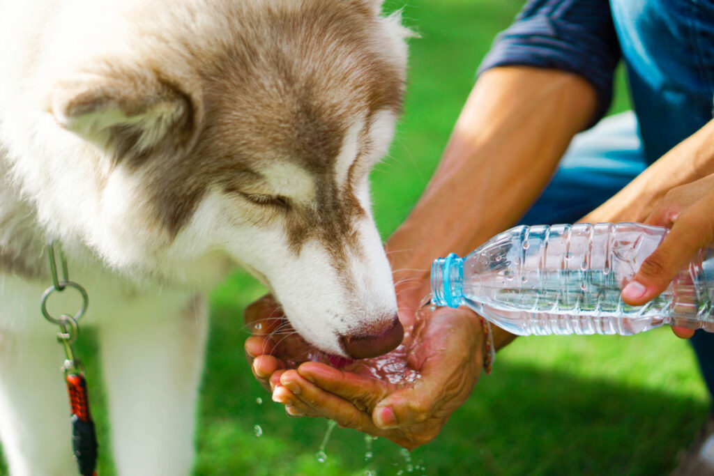 Siberian husky drinking water from the hand of its owner