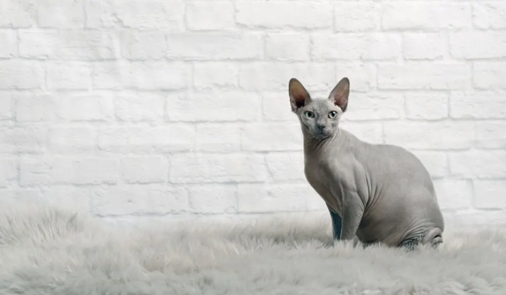 Sphynx cat sitting on a furry carpet in front of a white bricked wall