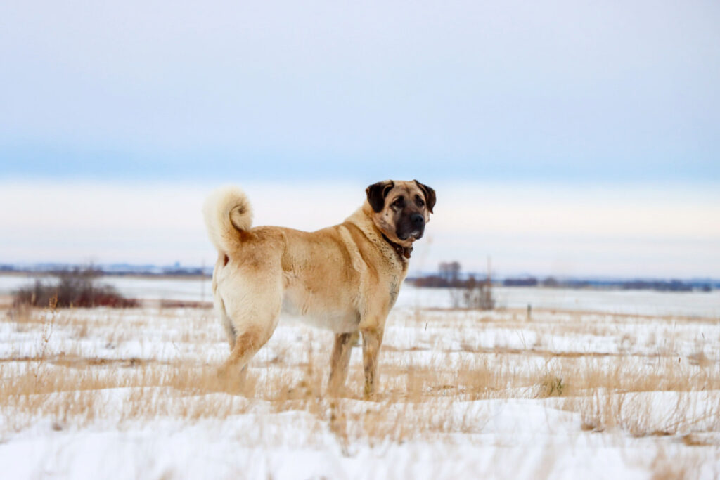 Turk Kangal dog standing on a snowy grass field