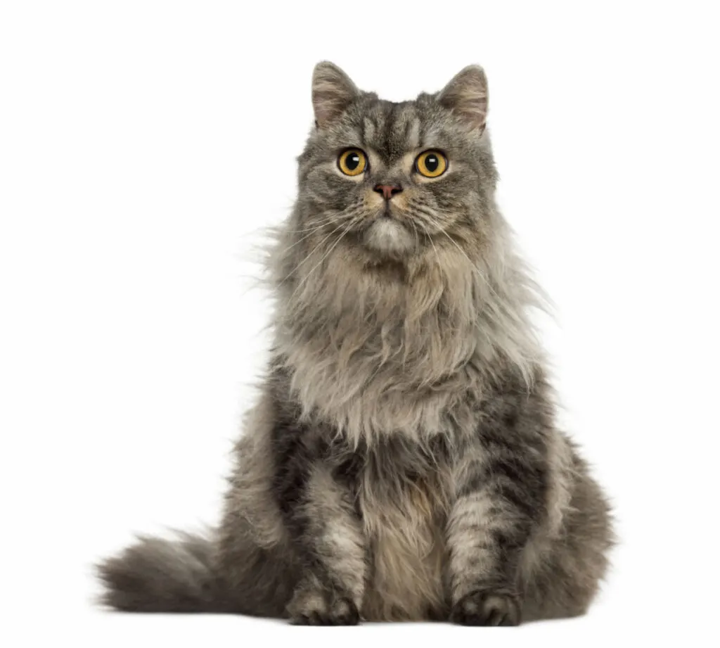 Turkish Angora cat looking straight with white background