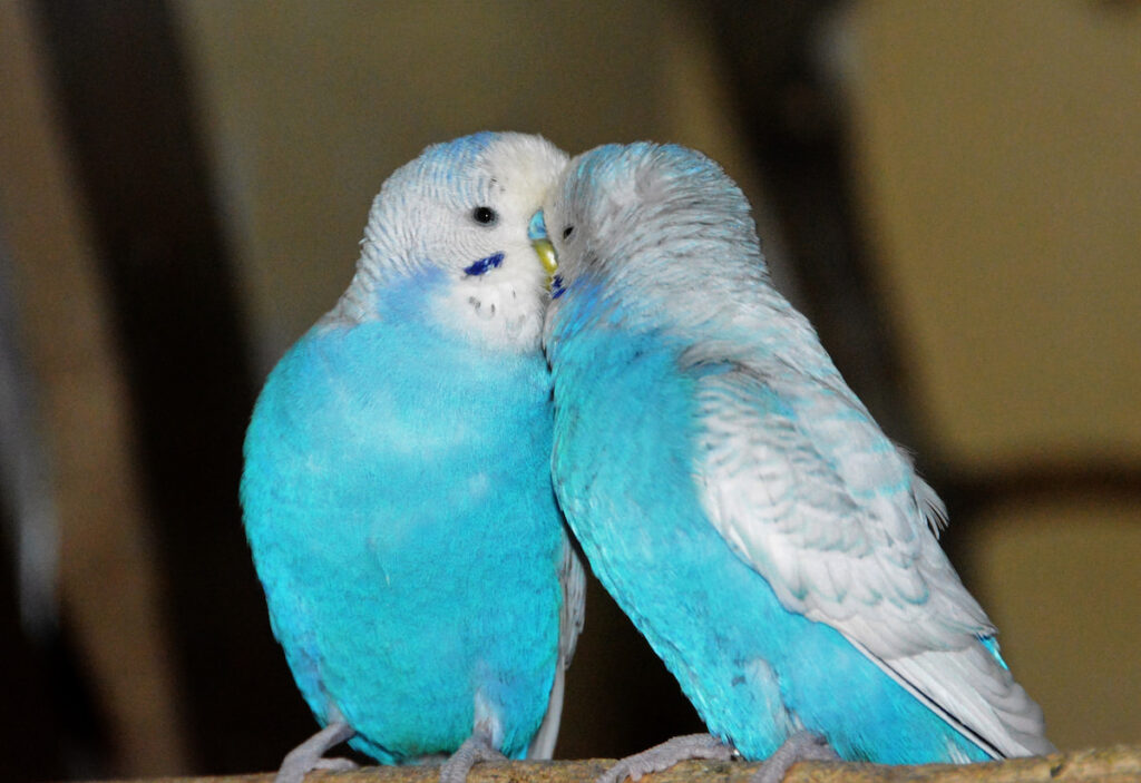 a pair of blue parakeets kissing