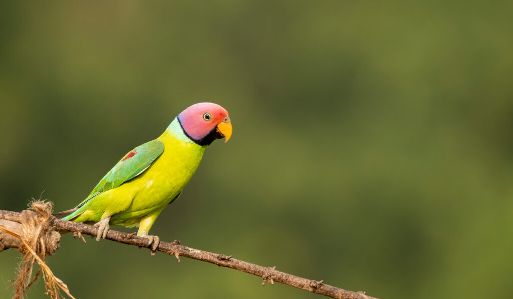 beautiful parakeet sitting ona small branch