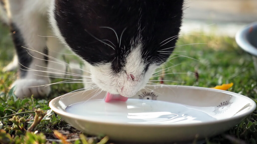 black and white cat drinking milk from a cat bowl 
