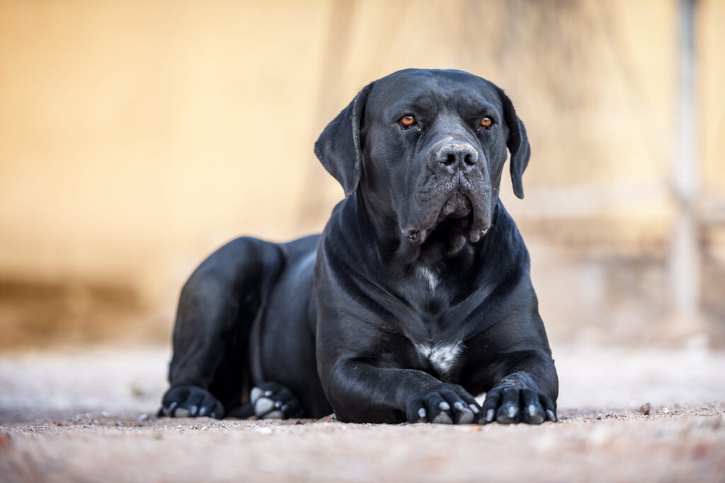 black cane corso dog laying on the ground