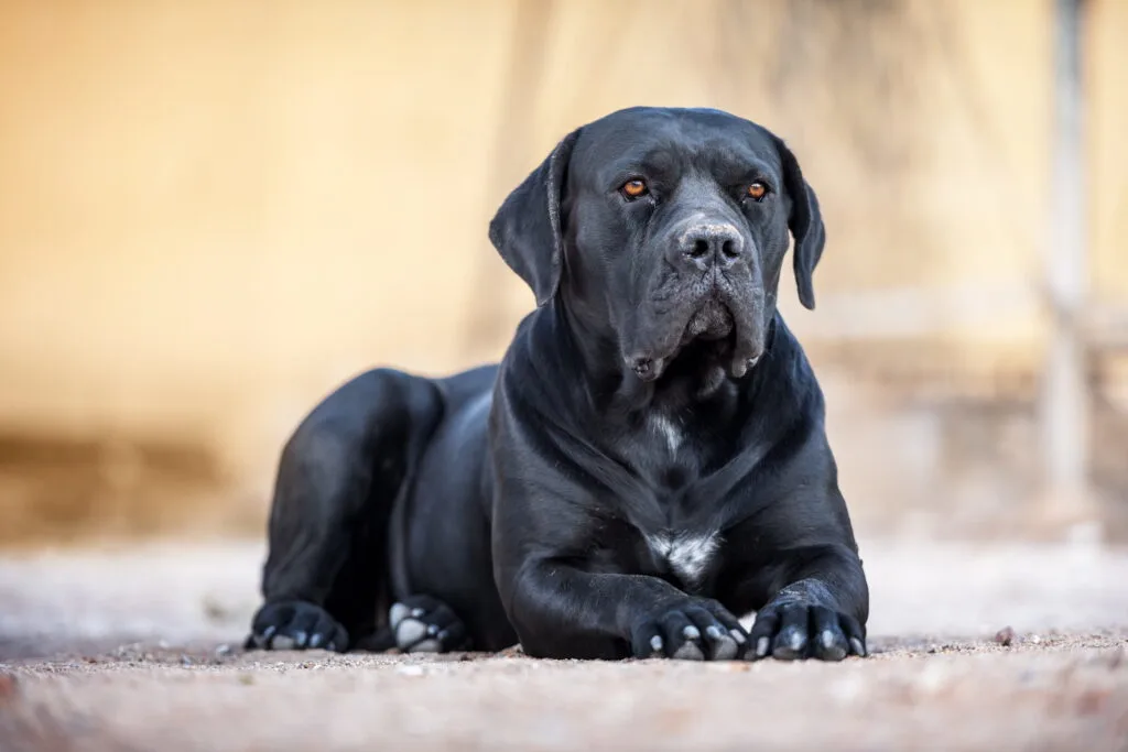 black cane corso dog laying on the ground