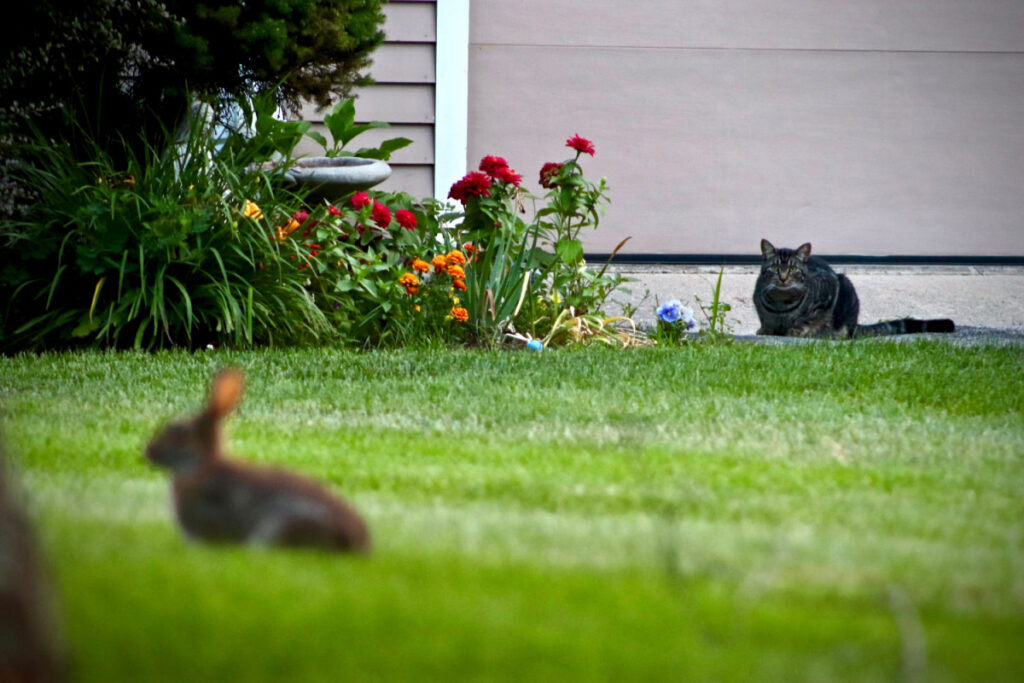 black cat lurking on a rabbit at the backyard