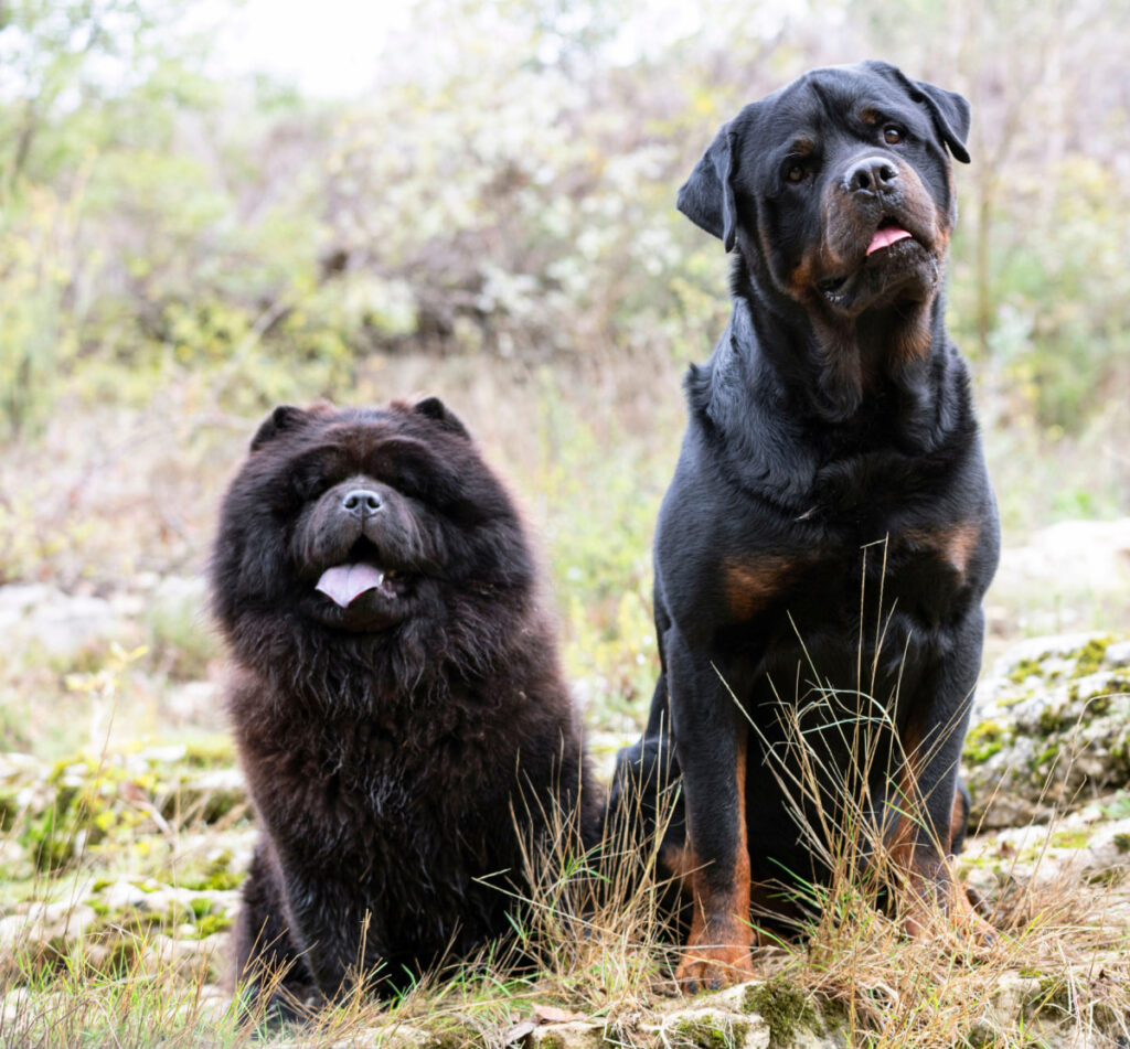 black chow chow and Rottweiler sitting together