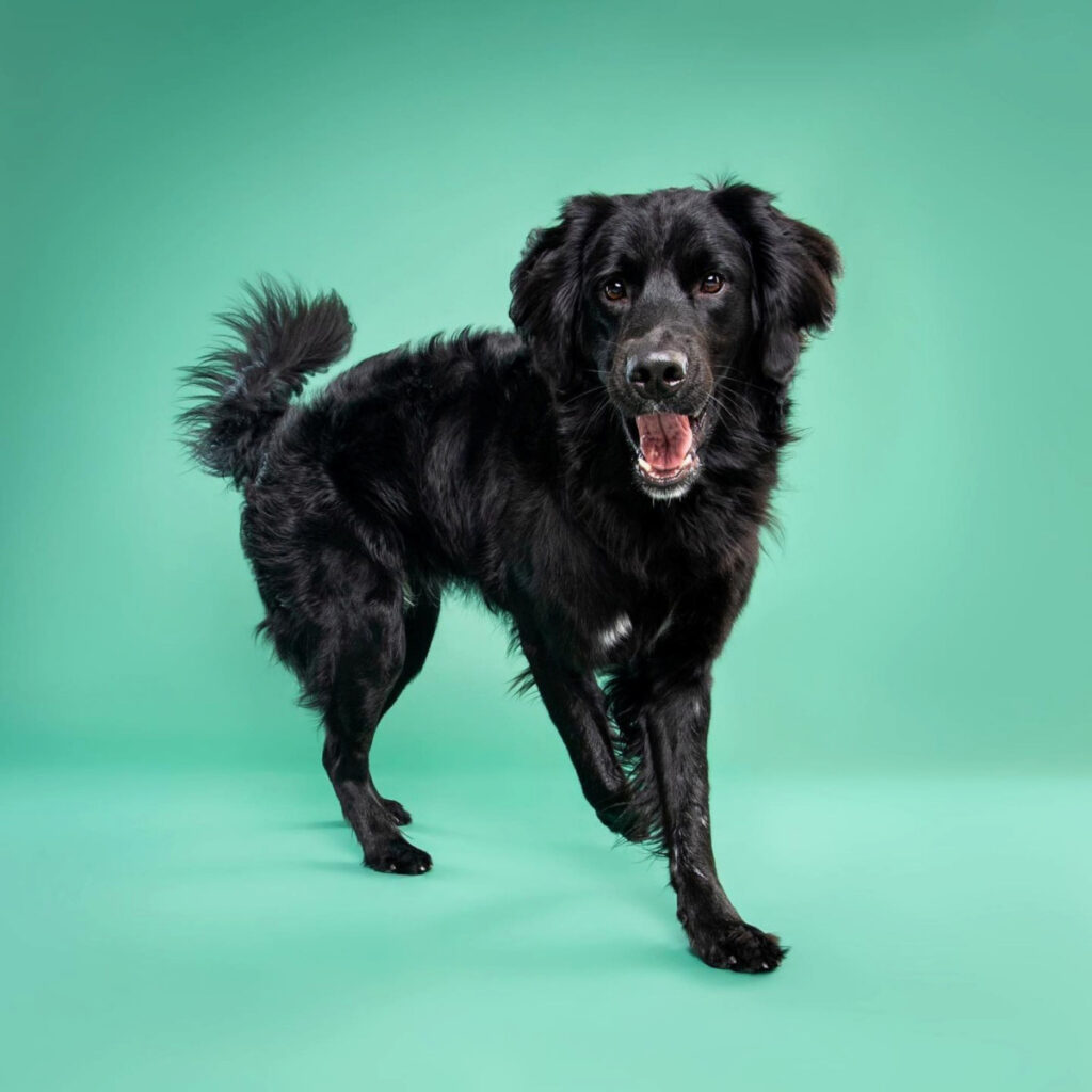 black golden retriever with a green background 